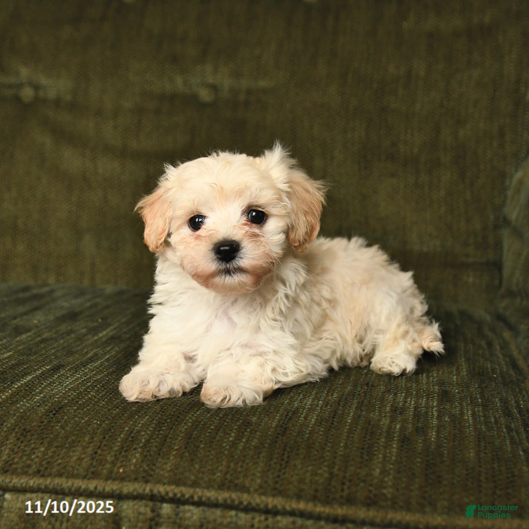 Maltipoo dogs for sale: Lucky - Ad 4