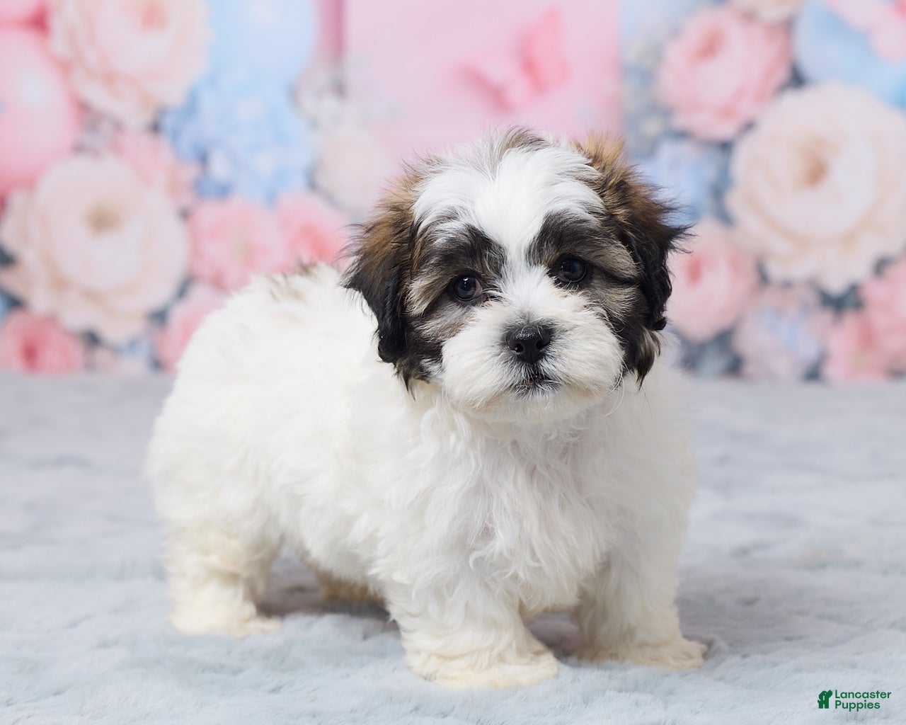 Teddy Bear dogs for sale: Mason - Ad 4