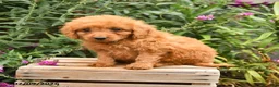 Mini Goldendoodle dogs for sale: Penny - Ad 2