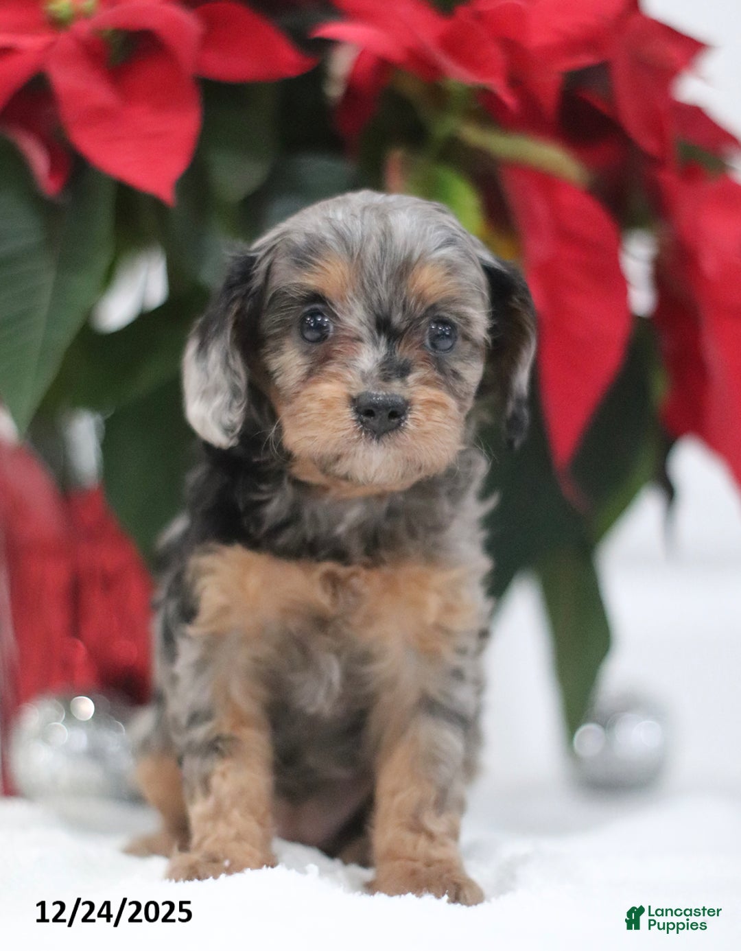 Cavapoo dogs for sale: Pearl - Ad 1