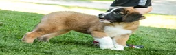 Saint Bernard dogs for sale: Wrenly - Ad 7