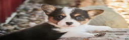 Welsh Corgi Pembroke dogs for sale: Olaf - Ad 6