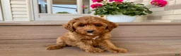 Cockapoo dogs for stud: Cockapoo 4 puppies - Ad 4