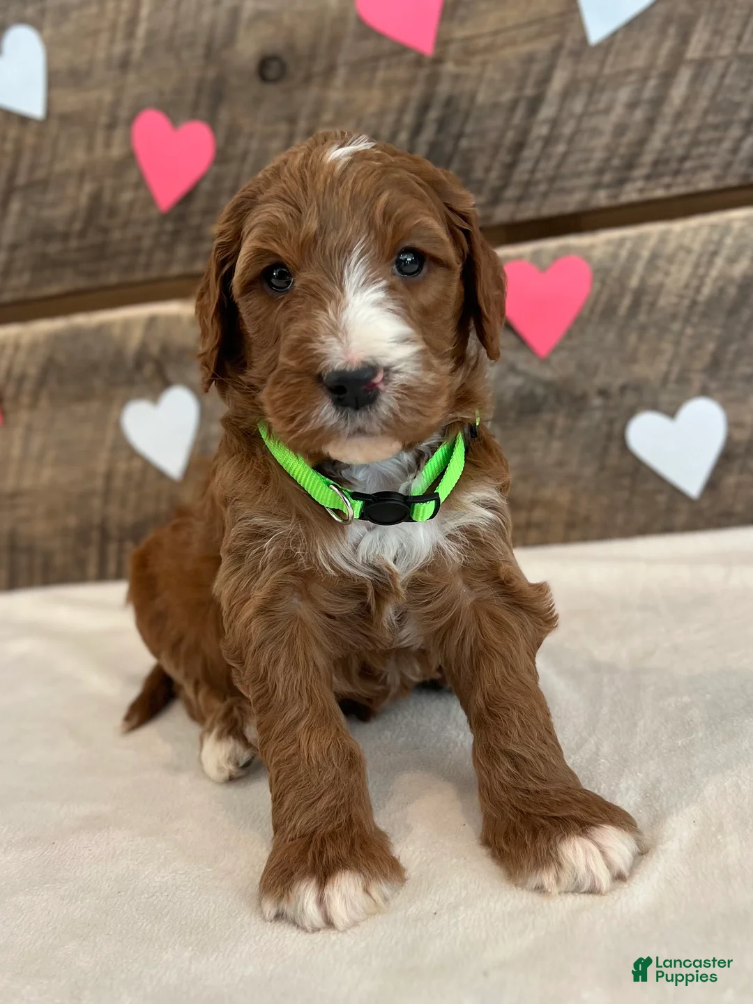 Irish Doodle dogs for sale: Theodore - Ad 6