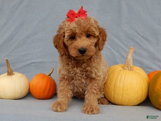 Mini Goldendoodle dogs Nikki - Ad 20