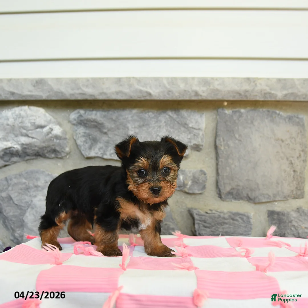 Yorkshire Terrier dogs for sale: Tar - Ad 2