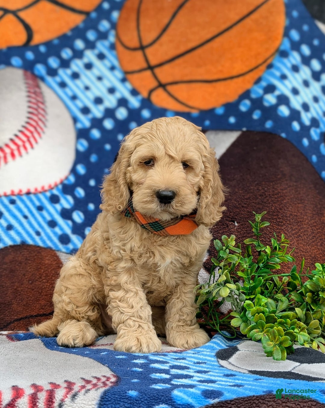 Cockapoo dogs for sale: Leon - Ad 6