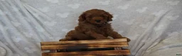 Miniature Poodle dogs for sale: Frankie - Ad 5