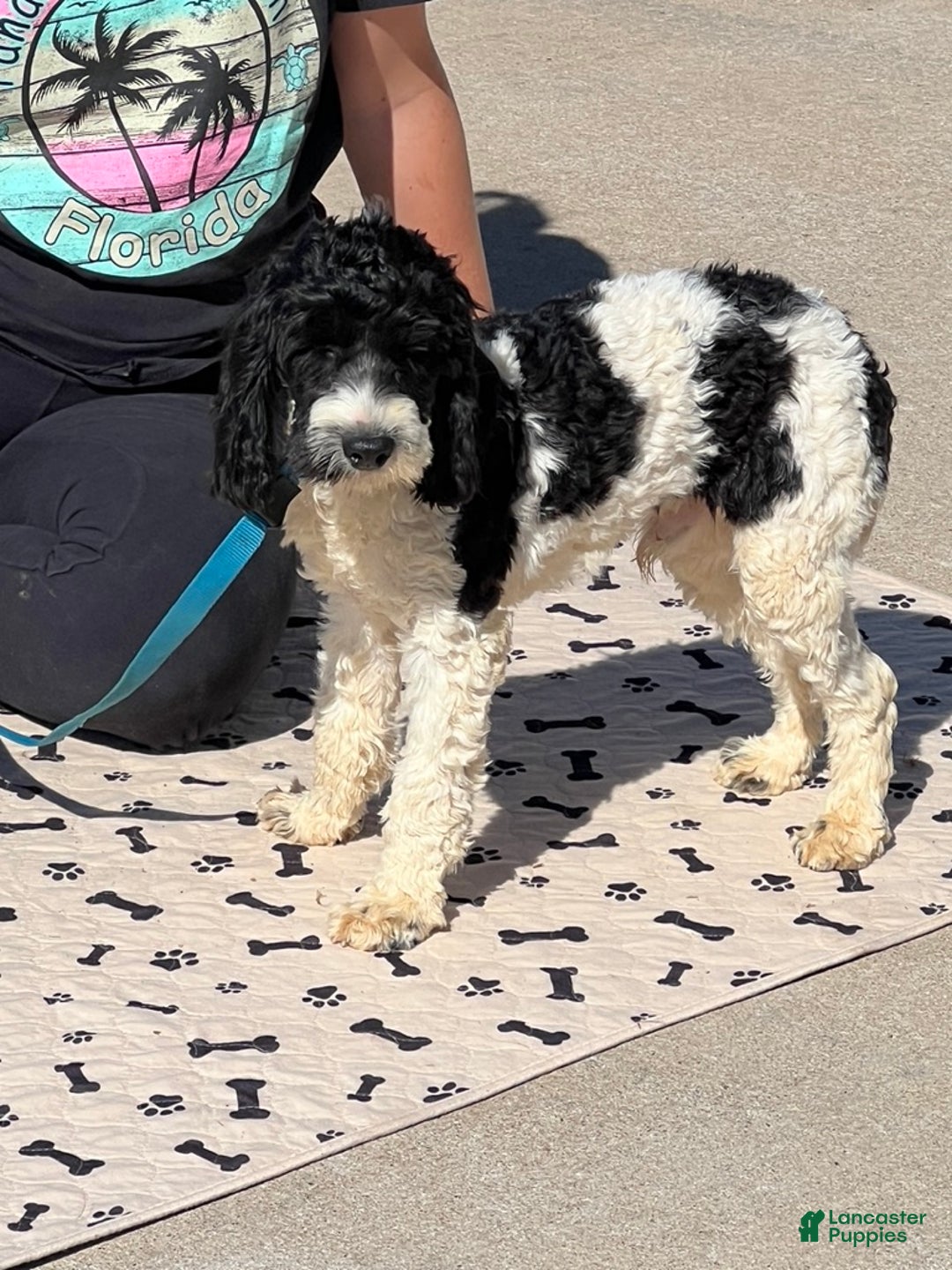 Cockapoo dogs for sale: Ringo - Ad 4