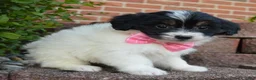 Mini Bernedoodle dogs for sale: Mini Brynn - Ad 7