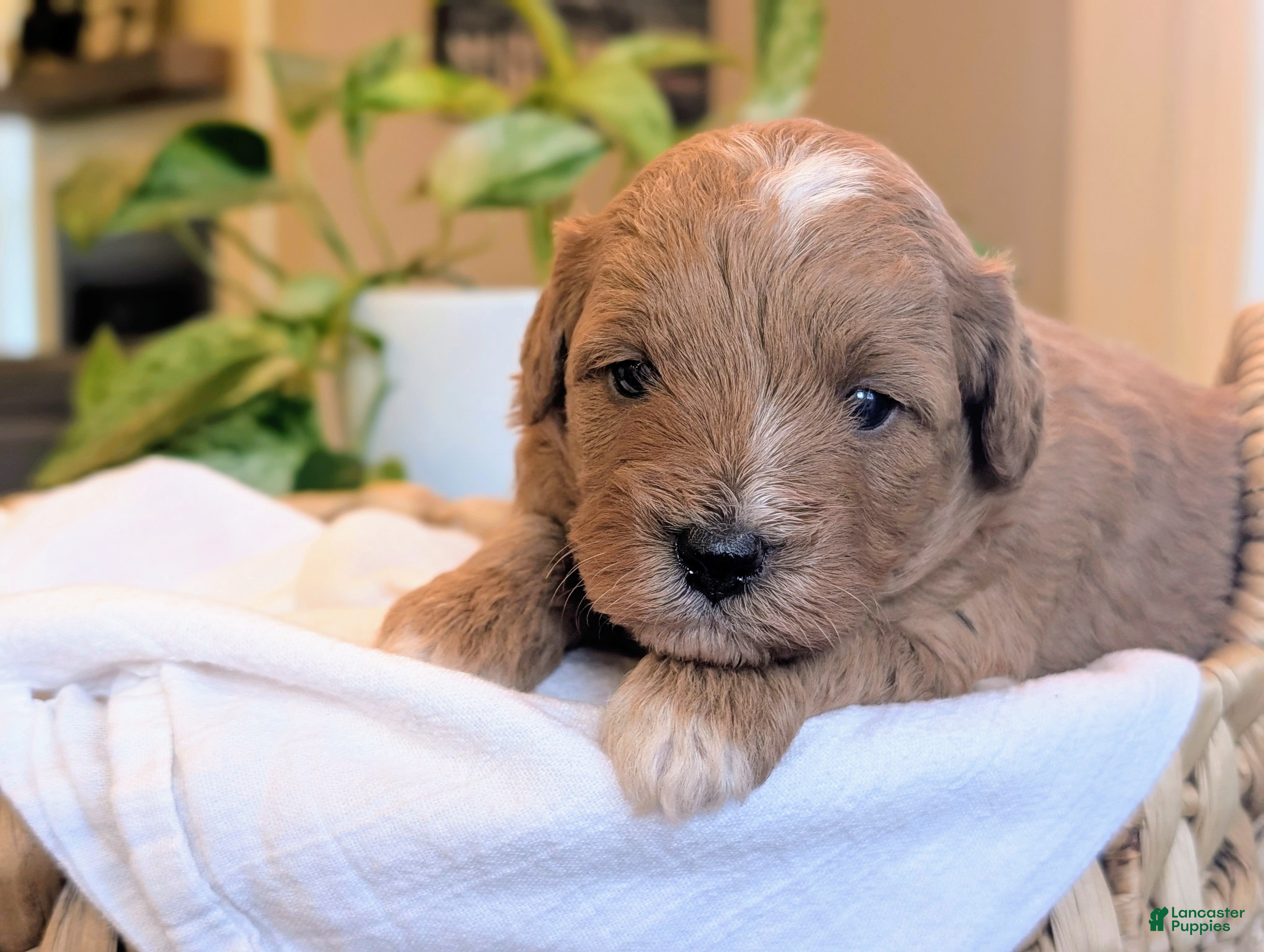 Mini Goldendoodle dogs Jax - Ad 1