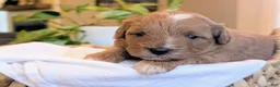 Mini Goldendoodle dogs for sale: Jax - Ad 1