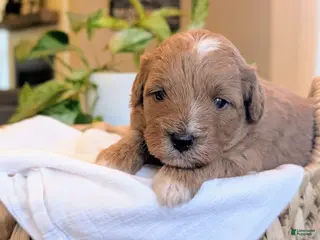 Mini Goldendoodle dogs for sale: Jax - Ad 2
