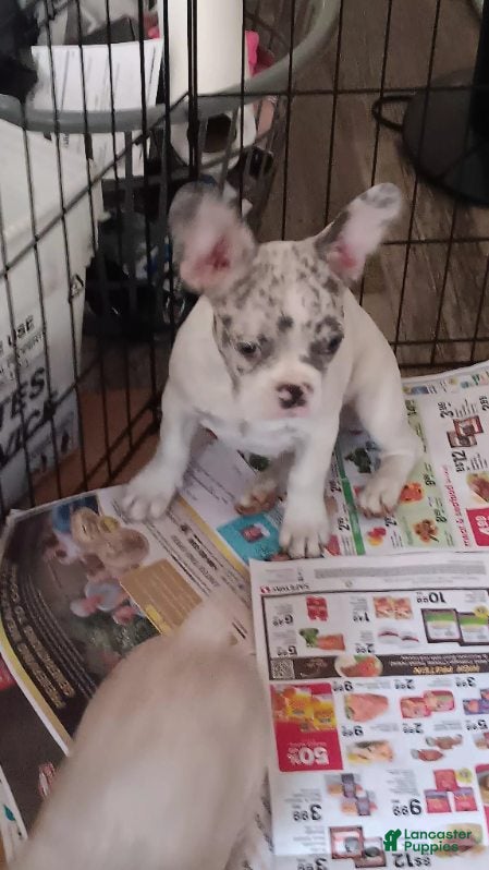 French Bulldog dogs Zoey - Ad 1