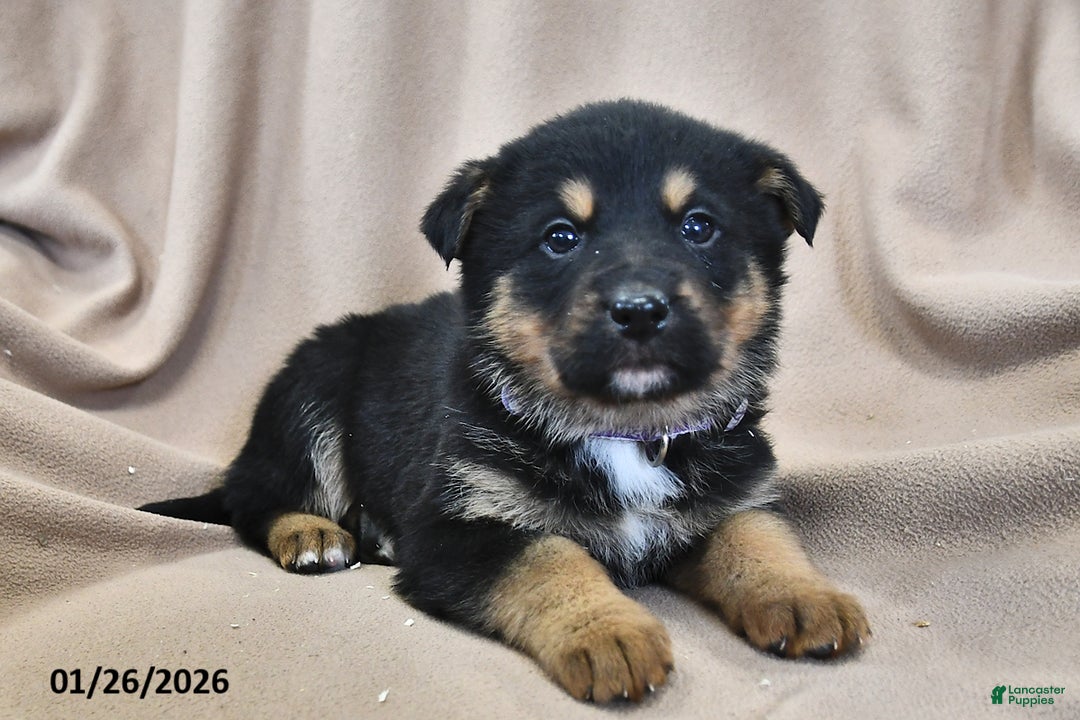 Mixed Breed dogs for sale: Maya - Ad 3