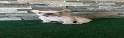 French Bulldog dogs for sale: Mercedes - Ad 9