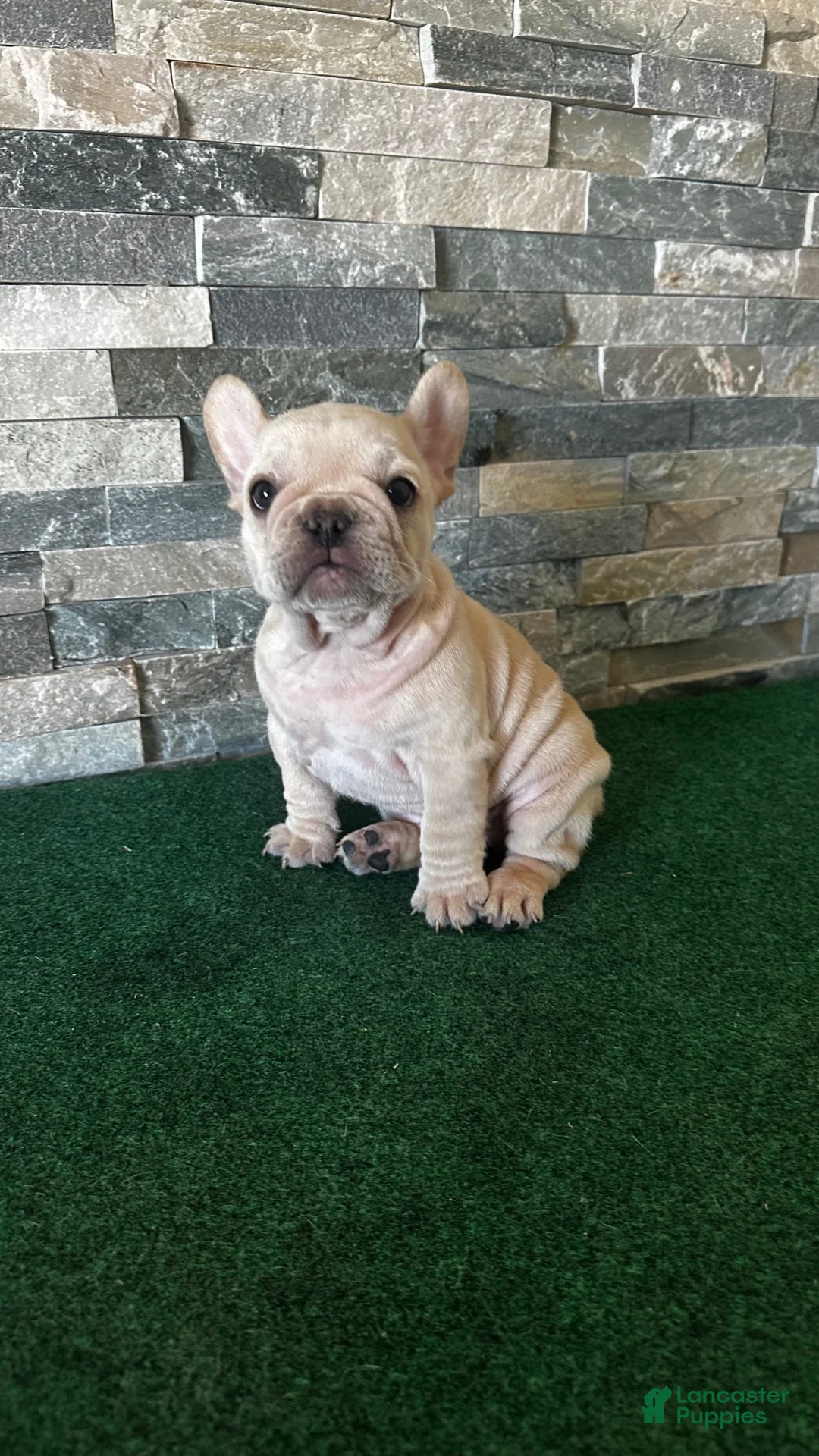 French Bulldog dogs for sale: Lucky  - Ad 2