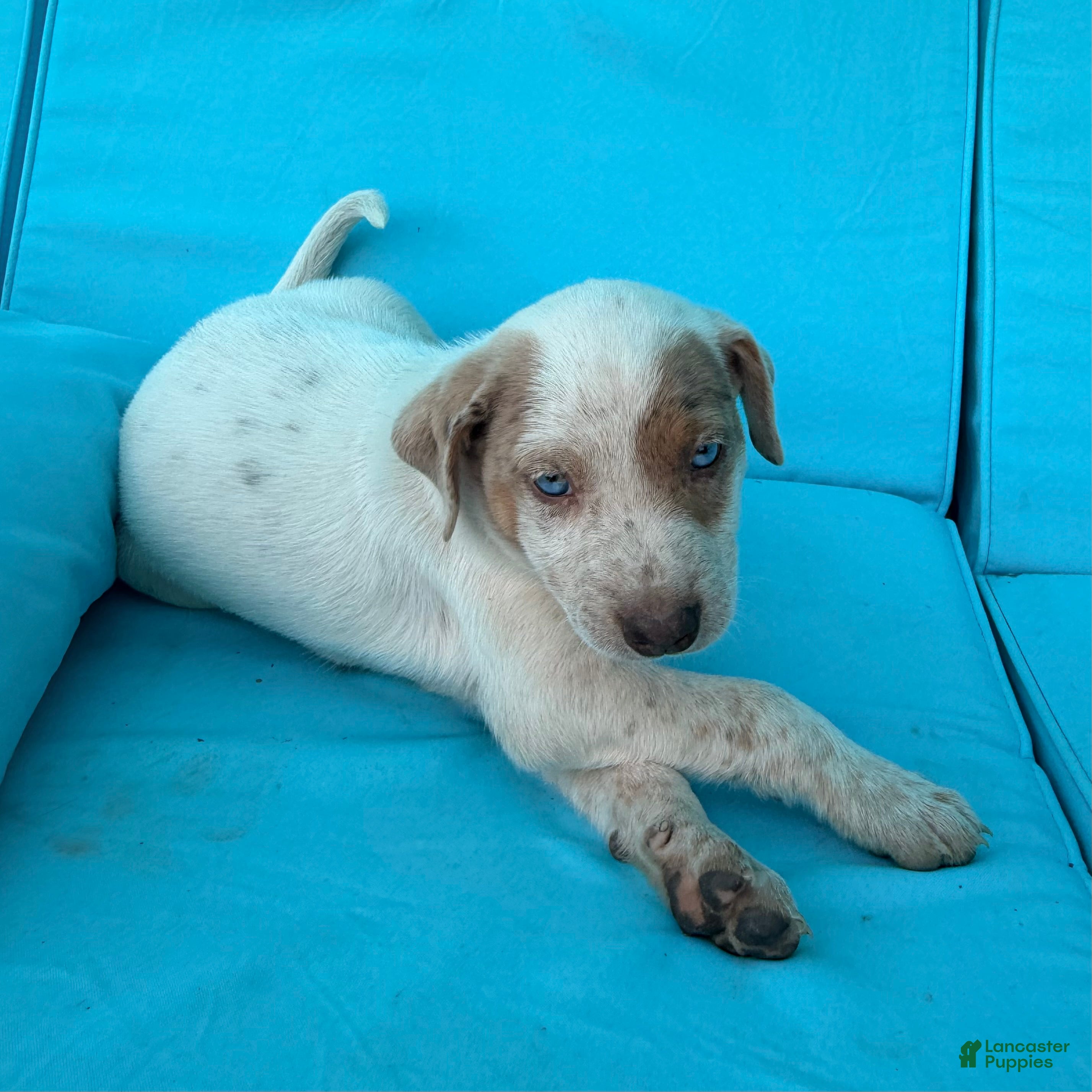 Mixed Breed dogs Ilene - Ad 1