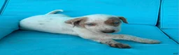 Mixed Breed dogs for sale: Ilene - Ad 1