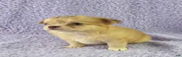 Chihuahua dogs for sale: AKC  Bianca - Ad 11