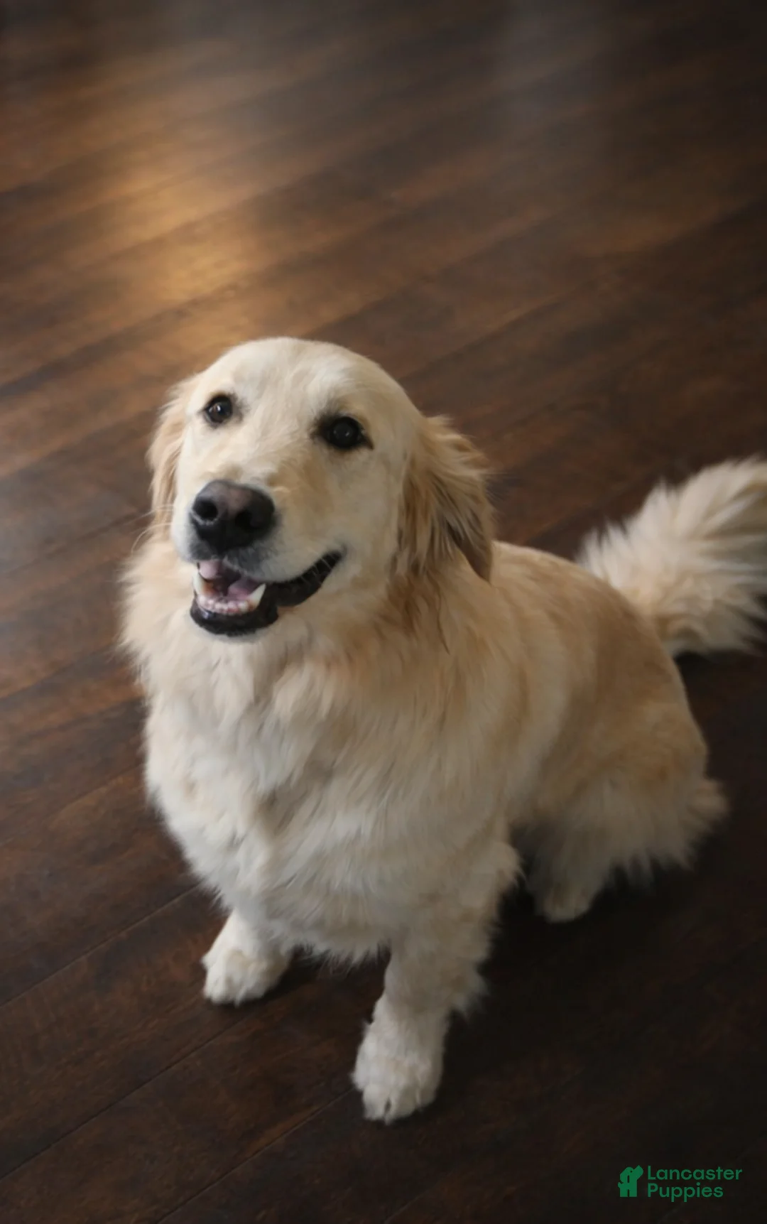 Golden Retriever dogs for sale: Golden Retriever Puppy 4 - Ad 2