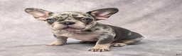 French Bulldog dogs for sale: Lily - Ad 1