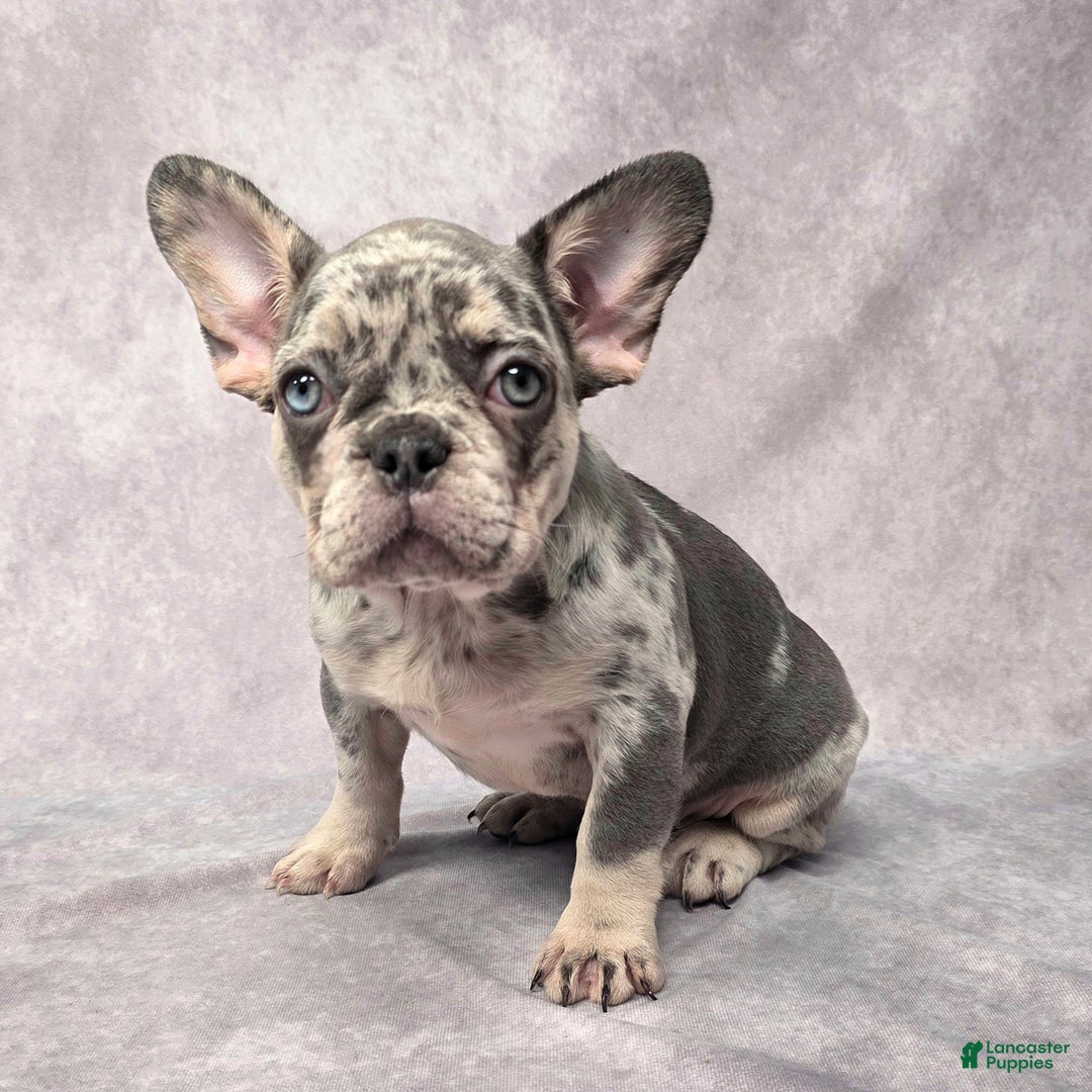 French Bulldog dogs for sale: Lily - Ad 1