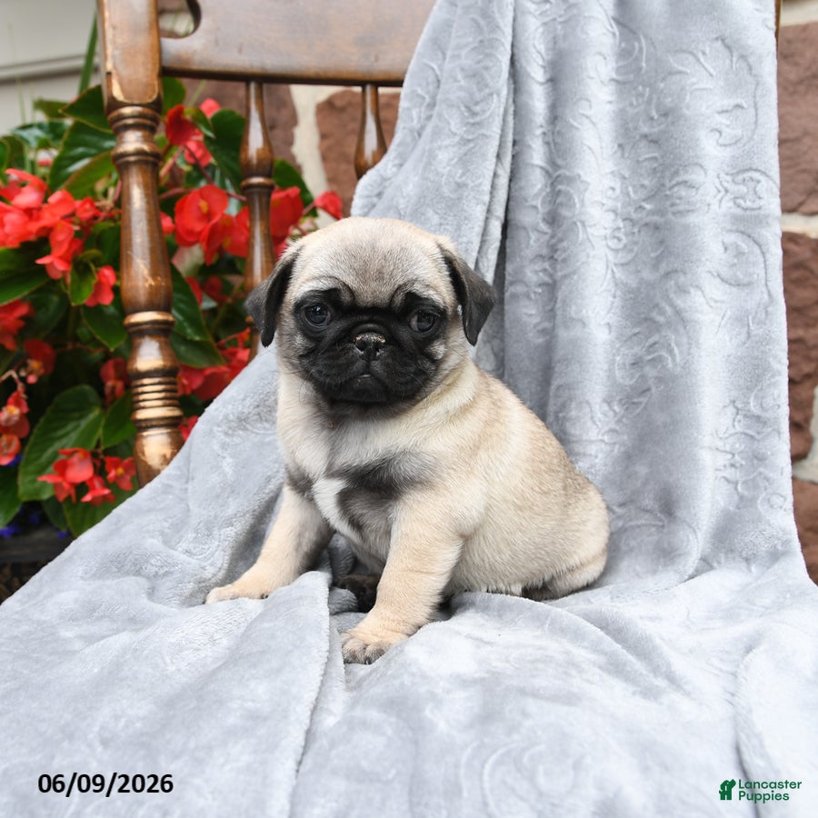 Pug dogs Betty   - Ad 1