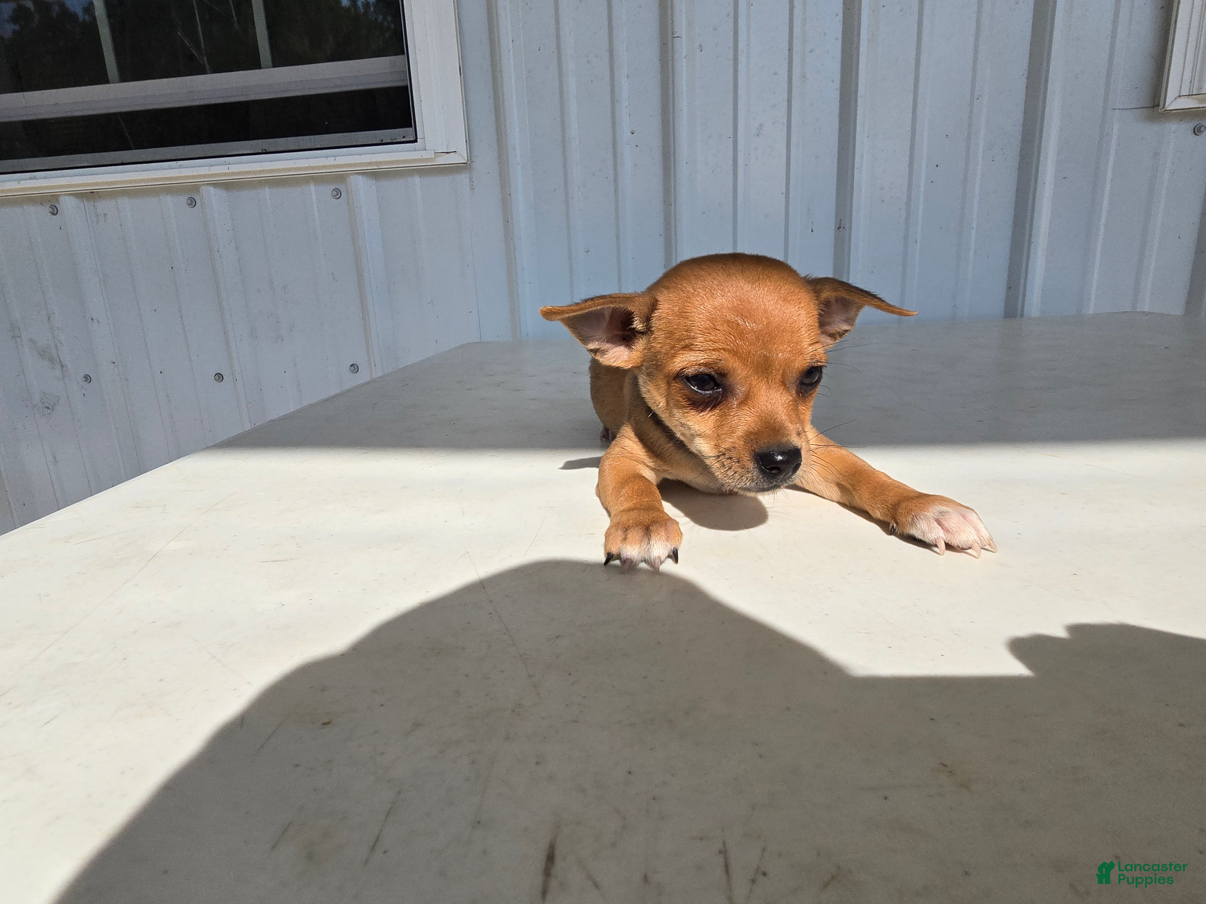 Chihuahua dogs Brutis - Ad 1