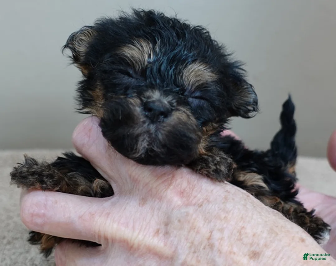 Maltipoo dogs for sale: Aurora - Ad 11