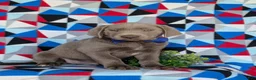 Labrador Retriever dogs for sale: Watkins - Ad 3