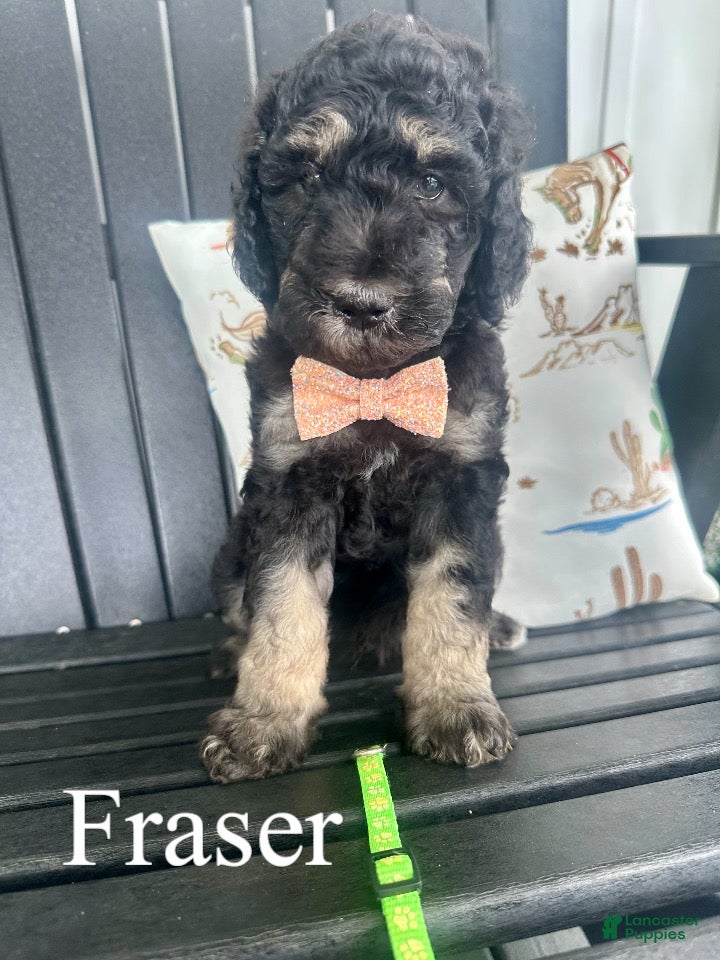 Standard Poodle dogs Fraser - Ad 1