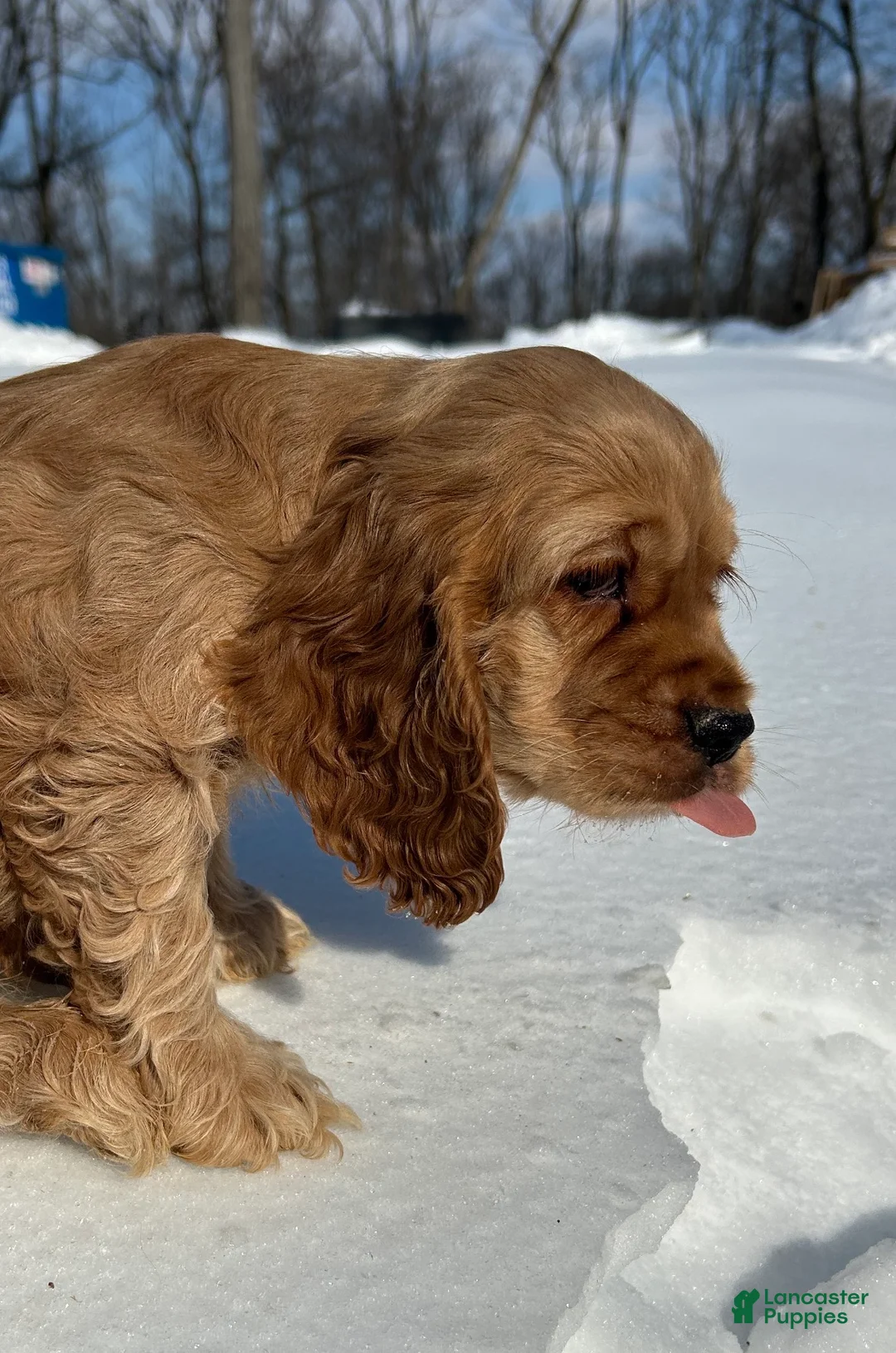 Cocker Spaniel dogs for sale: Austin - Ad 3