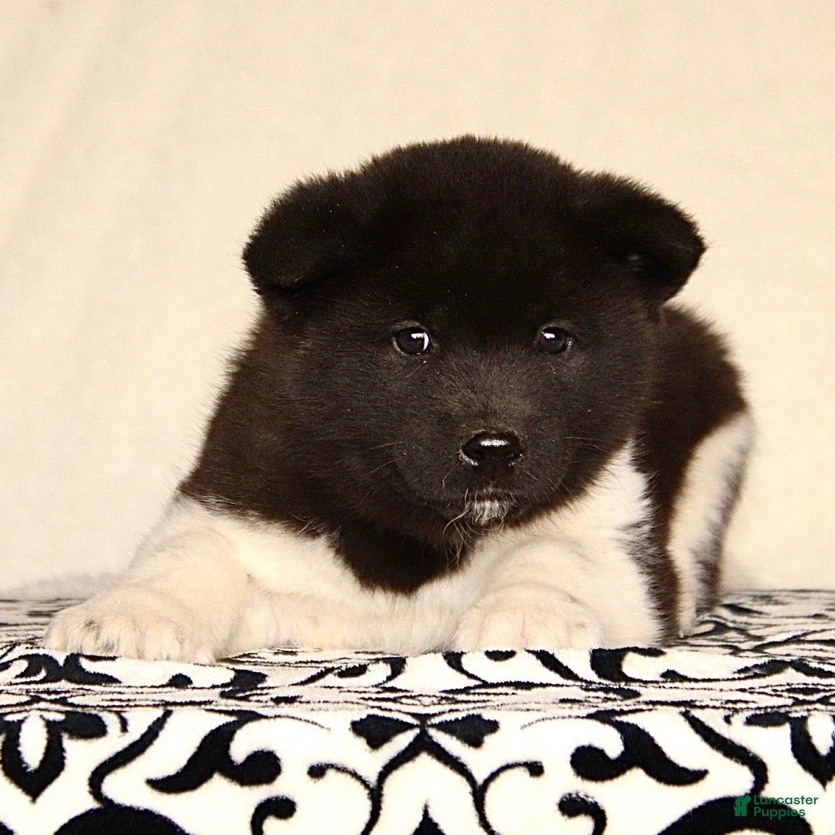 Akita dogs Archer - Ad 8