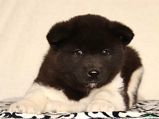 Akita dogs Archer - Ad 8