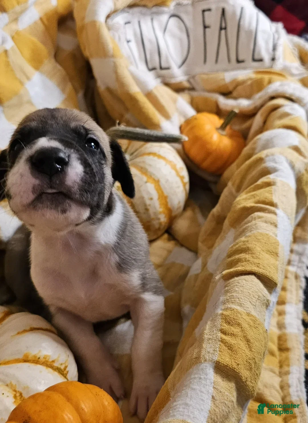 Great Dane dogs Ginger - Ad 2