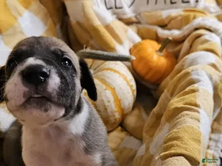 Great Dane dogs Ginger - Ad 25