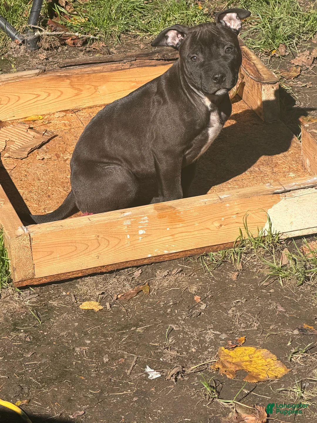 American Bully dogs for sale: American Bully 3.  Cassie - Ad 1