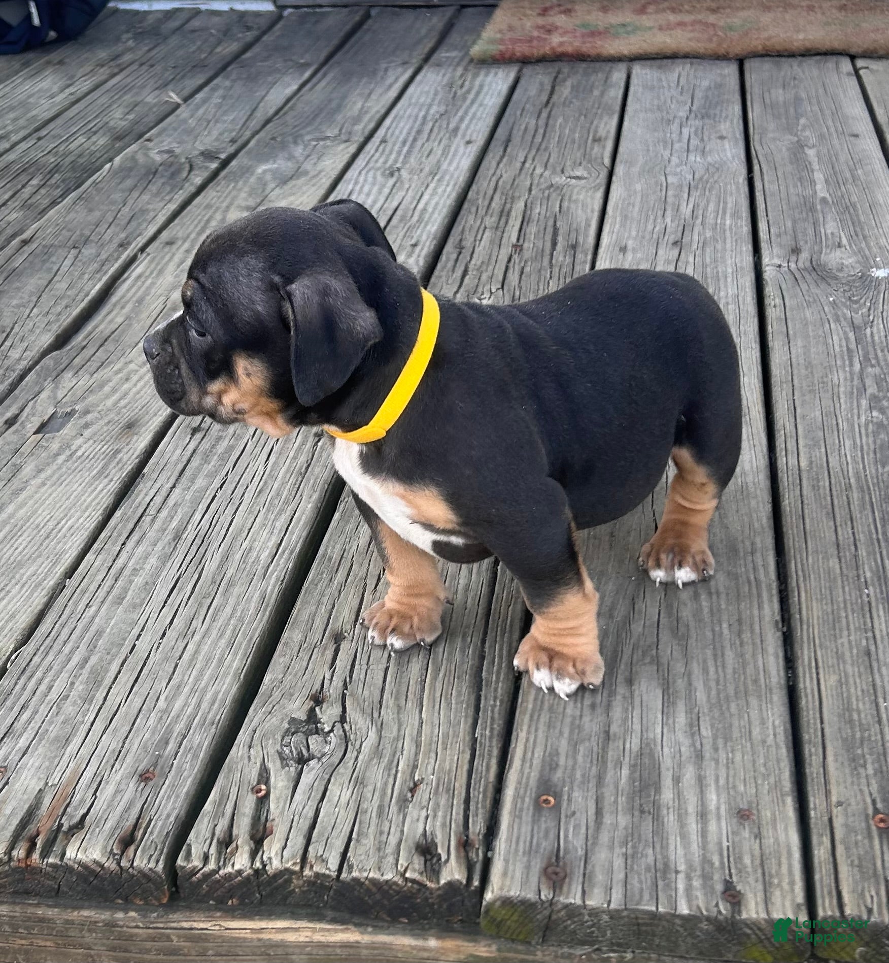 American Bully dogs Rampage - Ad 2