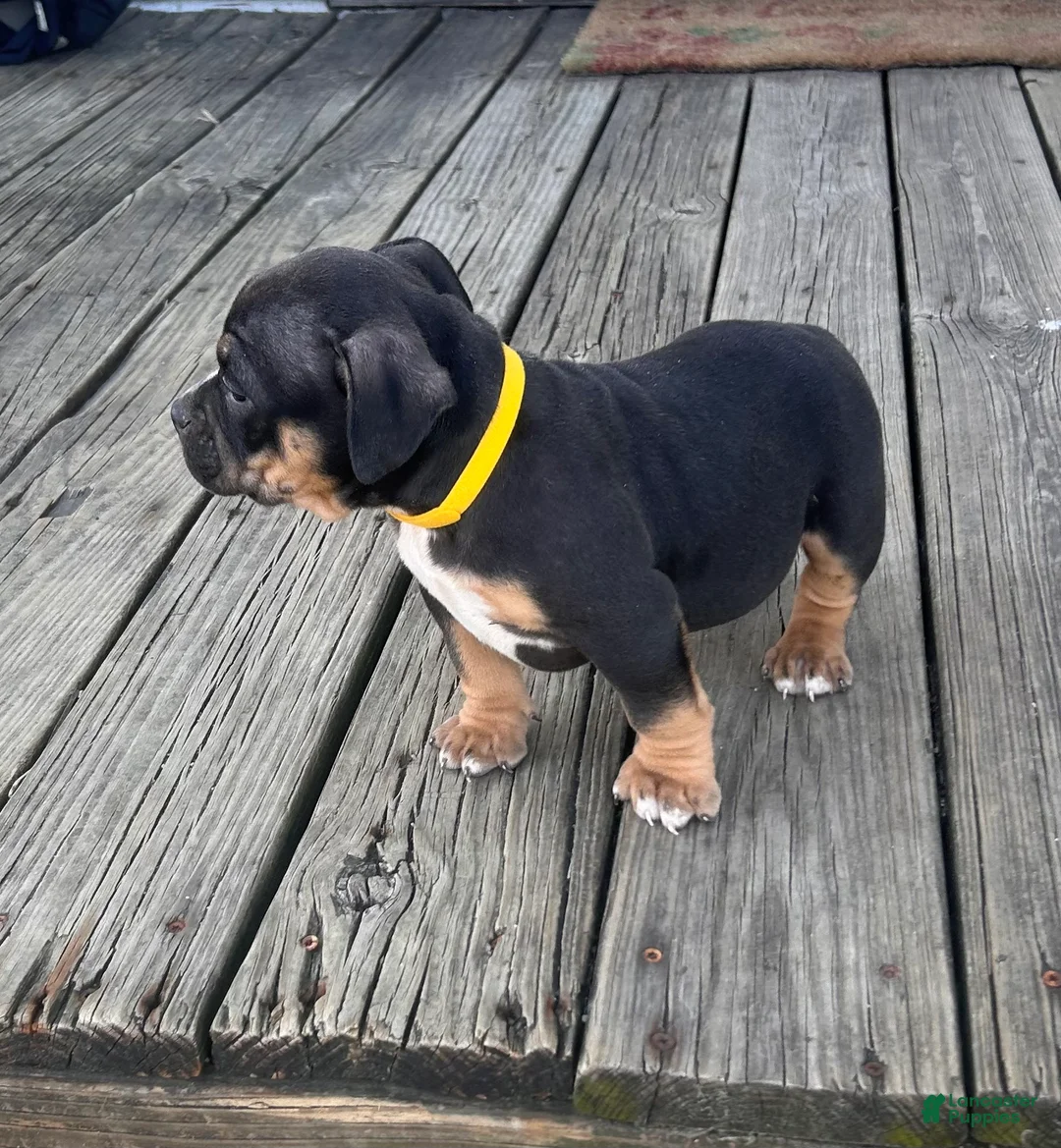 American Bully dogs for sale: Rampage - Ad 2