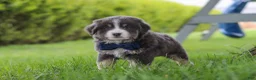 Miniature Australian Shepherd dogs for sale: Buddy - Ad 4