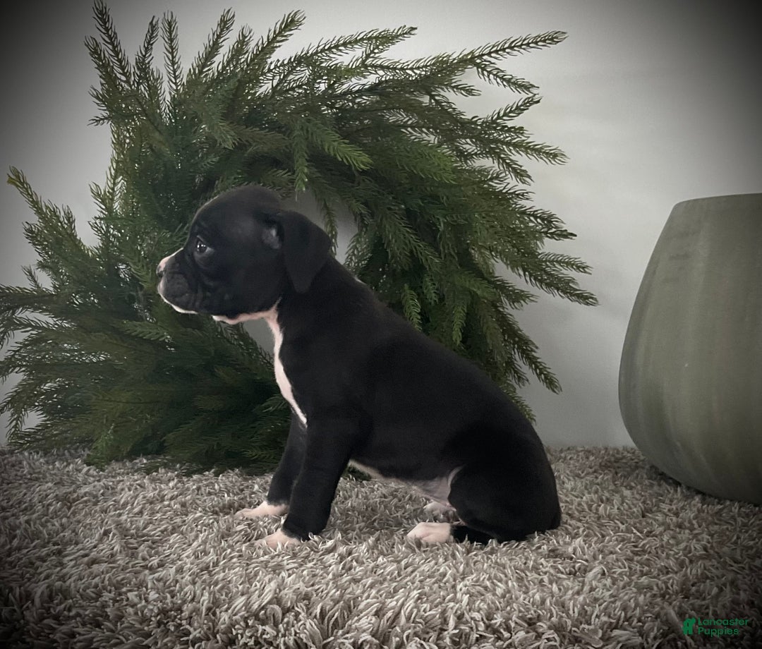 Boxer dogs for sale: Bella - Ad 5