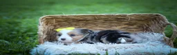 Mixed Breed dogs for sale: Gabby💕 - Ad 20