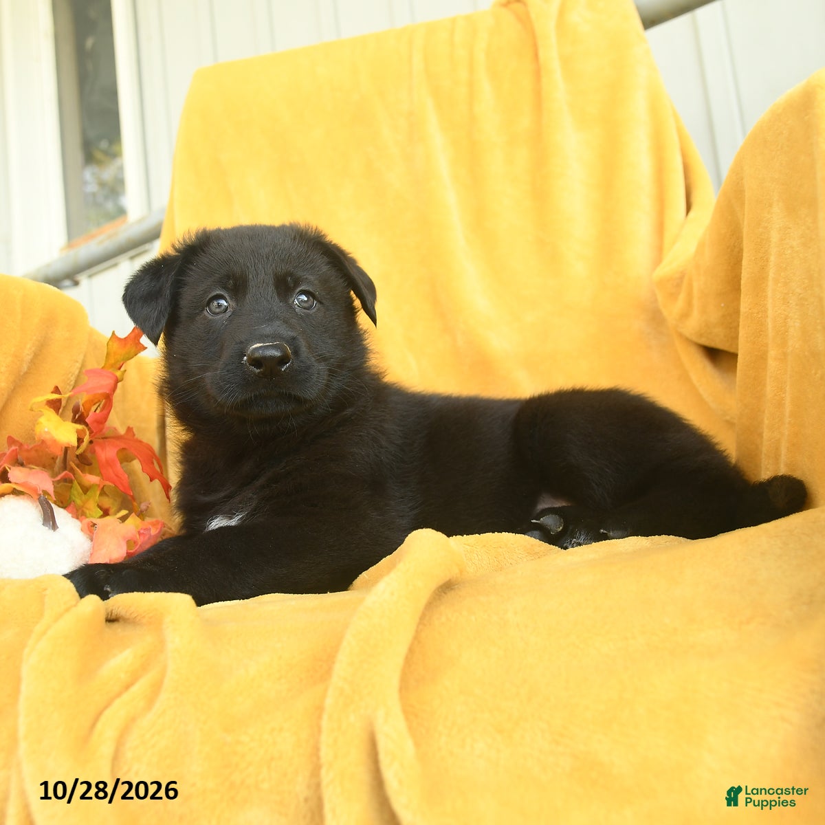 German Shepherd dogs for sale: Jonah  - Ad 2