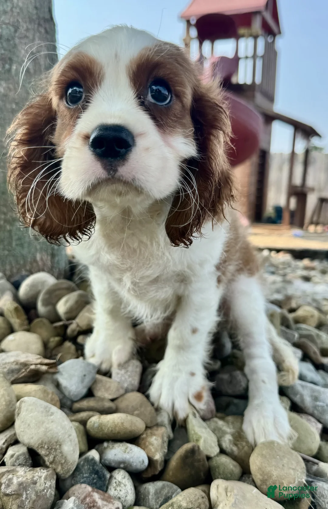 Cavalier King Charles Spaniel dogs for sale: Ryder - Ad 2