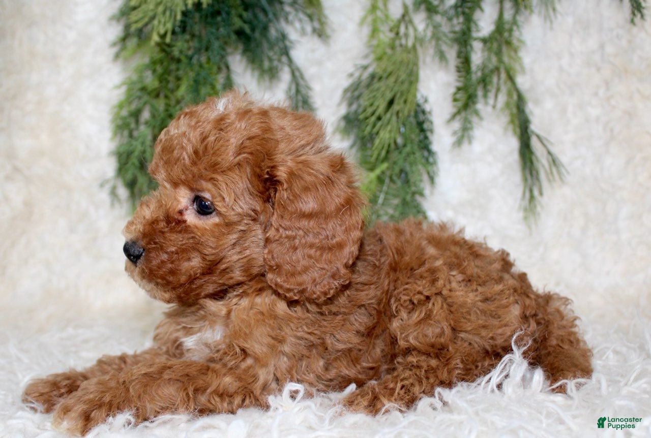 Cavapoo dogs Cavapoo 2 - Ad 20