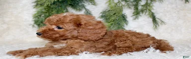 Cavapoo 2