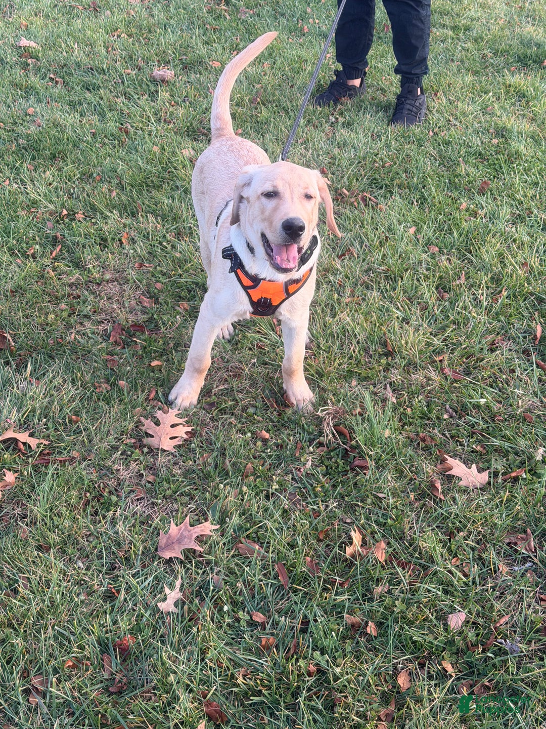 Labrador Retriever dogs for sale: Hercules  - Ad 2