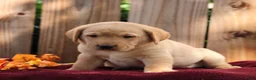 Labrador Retriever dogs for sale: Ryder  - Ad 2