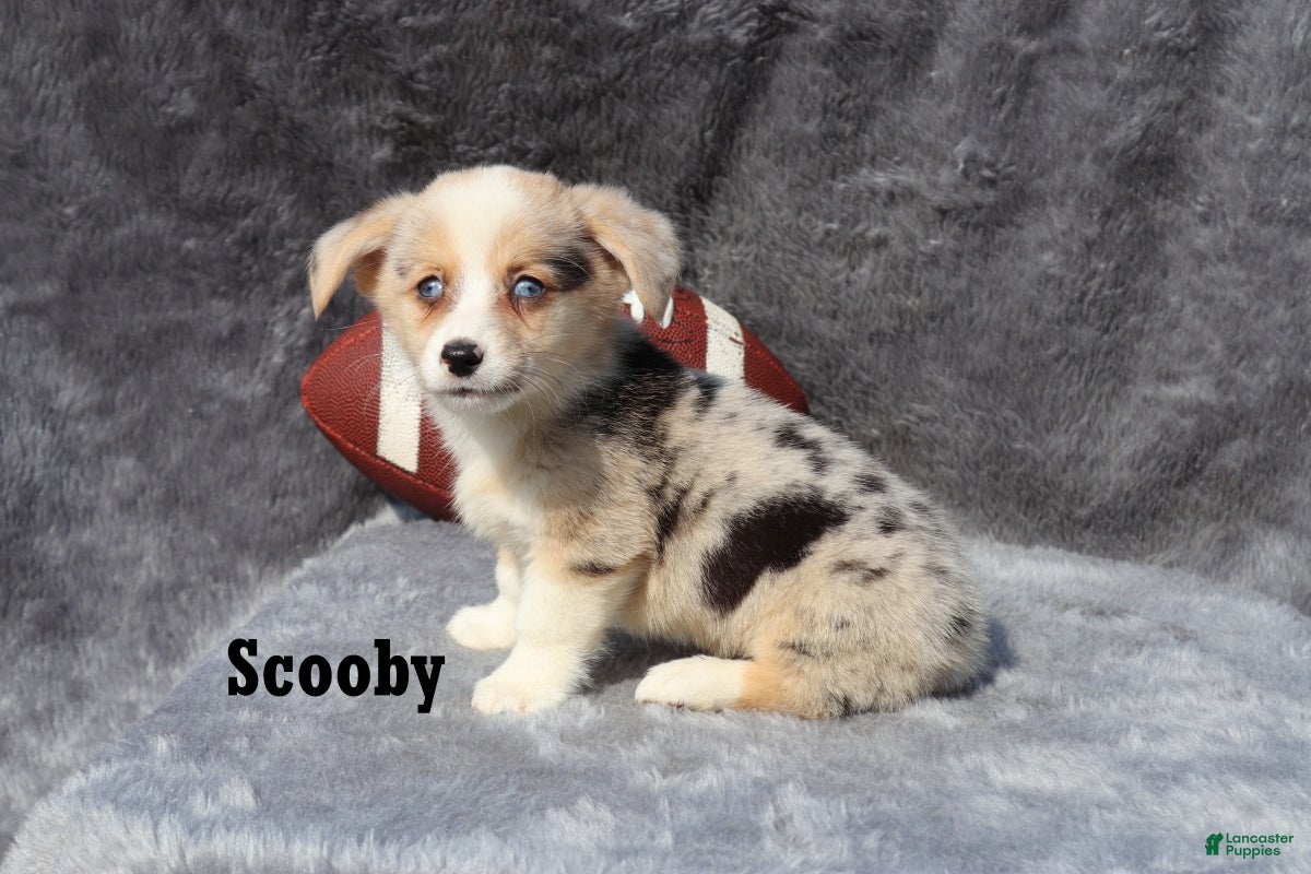 Welsh Corgi Pembroke dogs Scooby - Ad 1